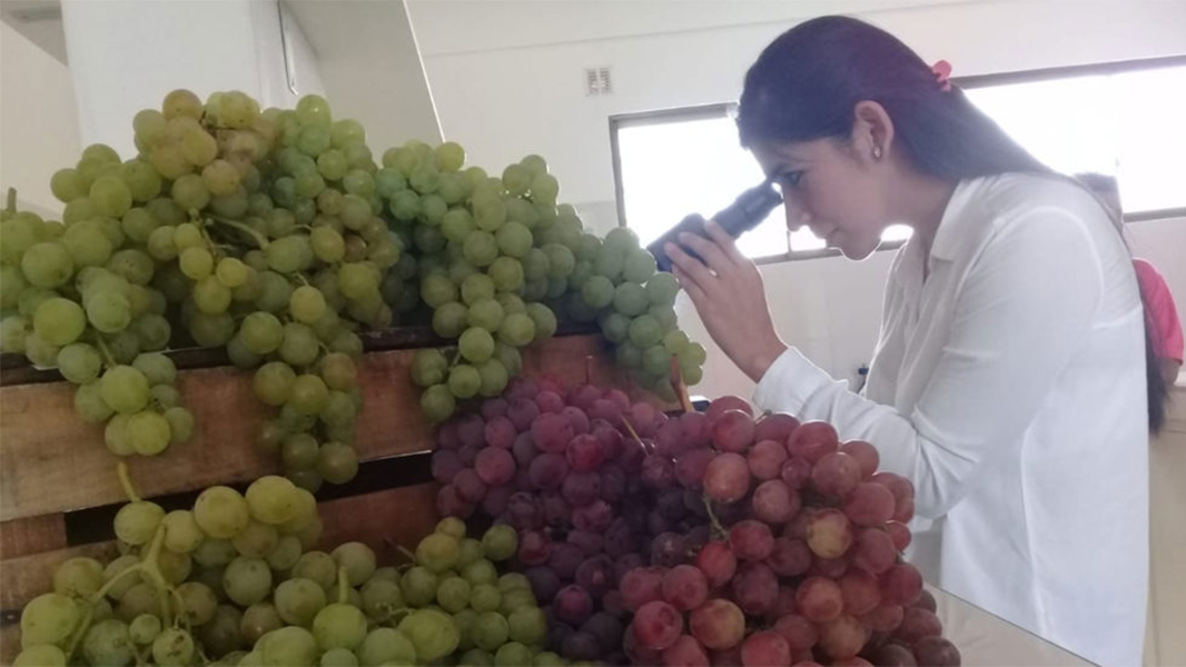 Formación Técnica Profesional | Noticias: UAJMS de Tarija abrirá la carrera  de Viticultura y Enología en la gestión 2020