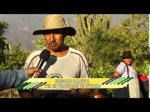 Embedded thumbnail for Producción de Cítricos en Villa Serrano (Chuquisaca, Bolivia)