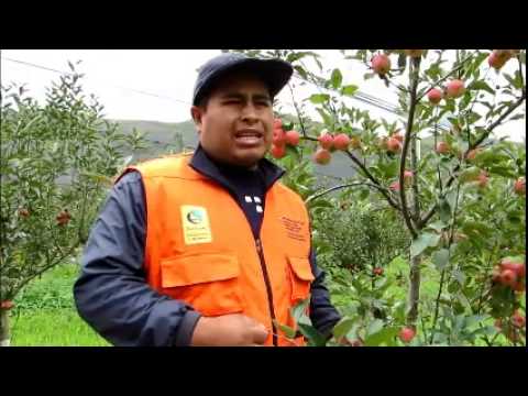 Embedded thumbnail for Guido Choque cuenta como se avanza en la modalidad de formación con producción en el área de manzanos en Chuquisaca (Bolivia)