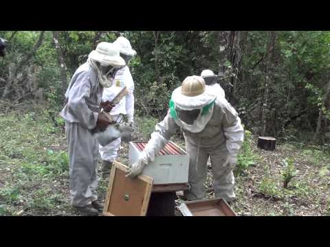 Embedded thumbnail for La apicultura, un aporte potencial al desarrollo de Huacareta (Chuquisaca)